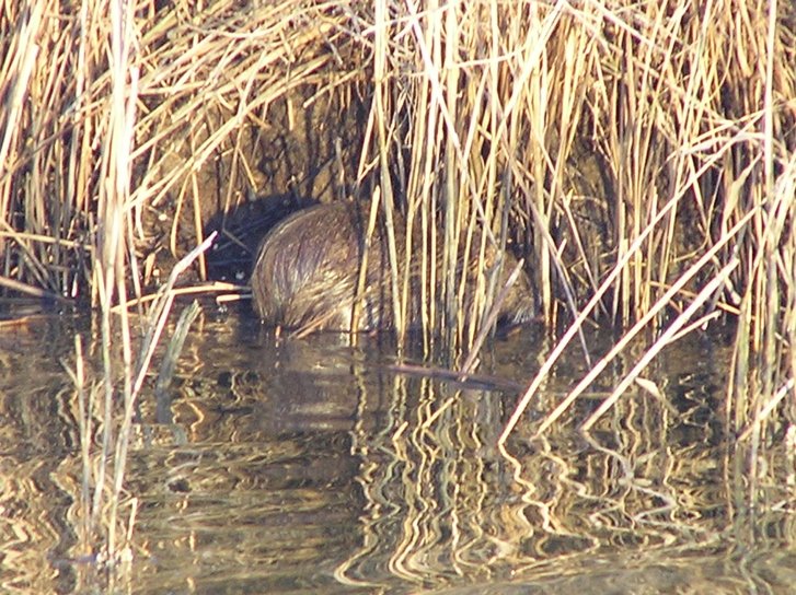 La toilette della nutria 